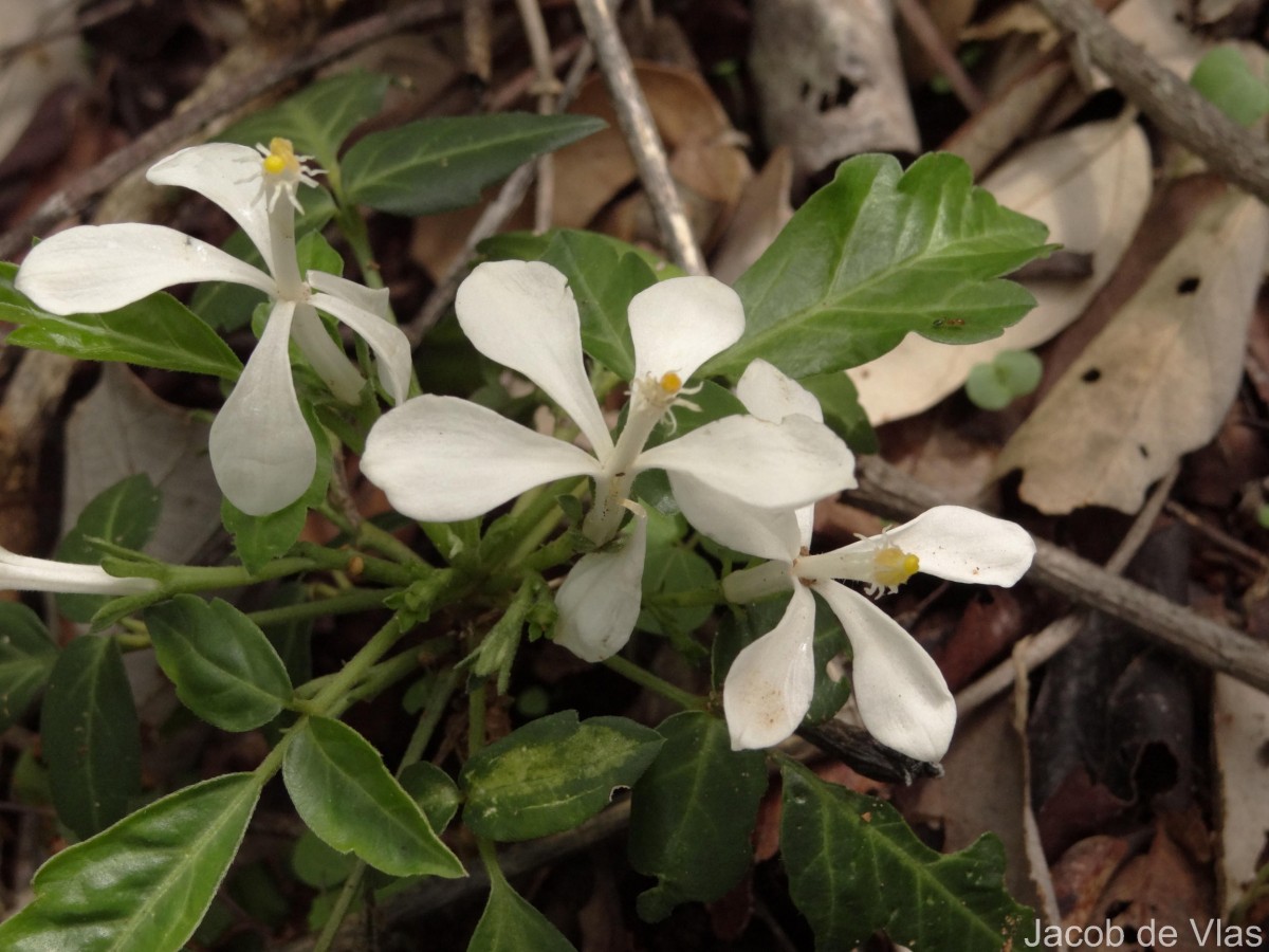 Munronia pinnata (Wall.) W.Theob.